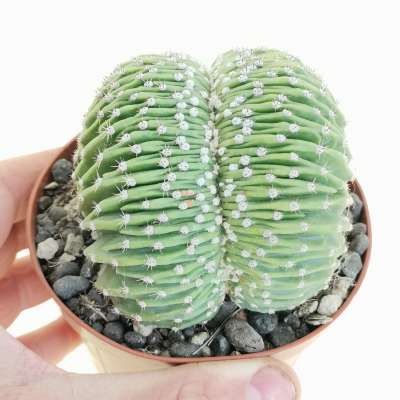Echinopsis subdenudata f. crestata