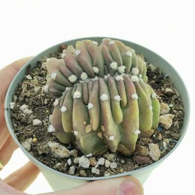 Echinopsis subdenudata cv. Fuzzy Navel f. crestata