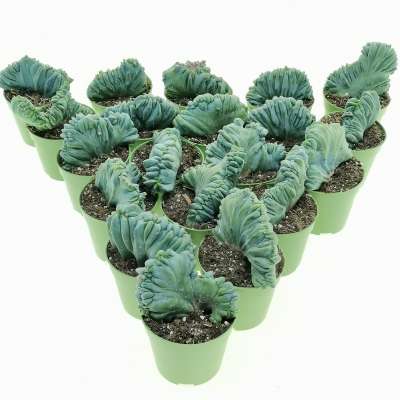 Myrtillocactus geometrizans f. crestata 20 pcs.
