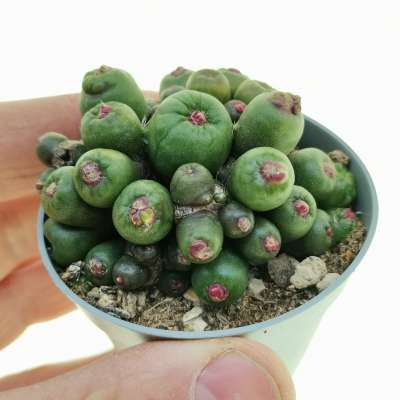 Mammillaria bocasana cv. Fred f. mostruosa