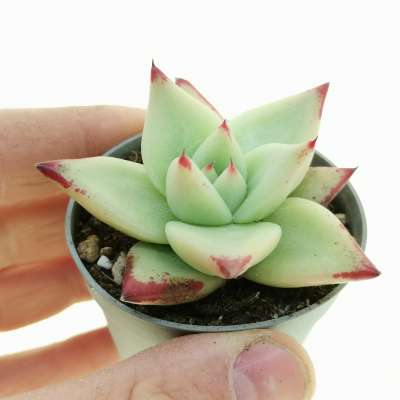 Echeveria agavoides 'red edge'
