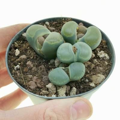 Lithops optica - Giromagi