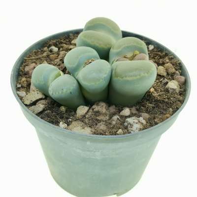Lithops optica - Giromagi