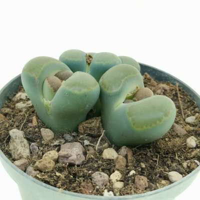 Lithops optica - Giromagi