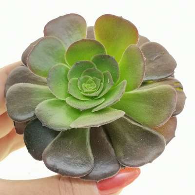 Aeonium 'Velour'