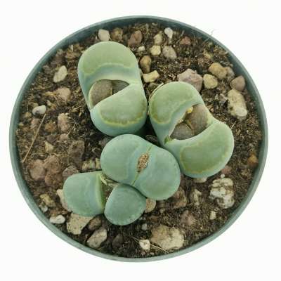 Lithops optica - Giromagi