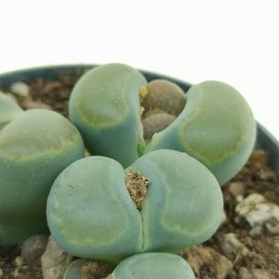 Lithops optica - Giromagi
