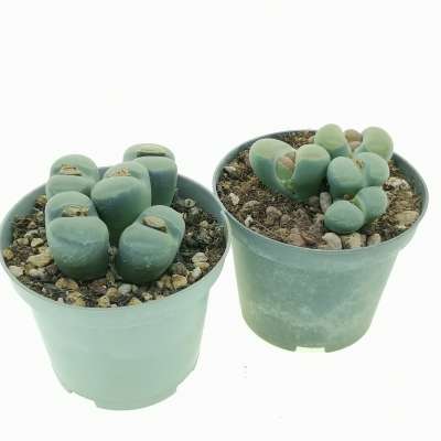 Lithops optica - Giromagi
