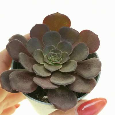Aeonium 'Voodoo'