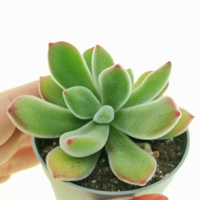 Echeveria pulvinata 'Ruby Blush'