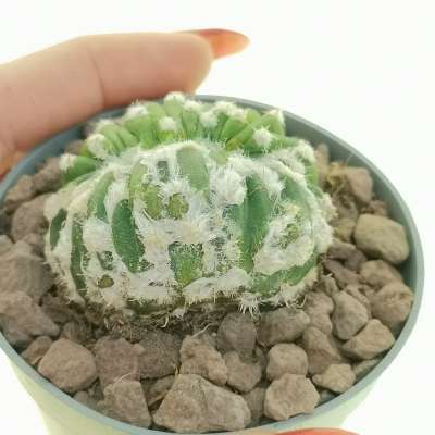 Echinopsis subdenudata cv. Fuzzy Navel f. mostruosa crestata