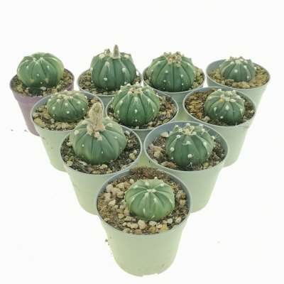 Astrophytum asterias | Giromagi cactus and succulents for Astrophytum asterias | Giromagi cactus and succulents for