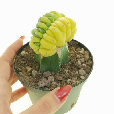 Trichocereus pachanoi f. crestata variegata