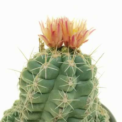 Thelocactus leucacanthus - Giromagi