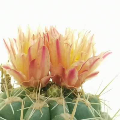 Thelocactus leucacanthus - Giromagi
