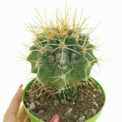 Astrophytum caput-medusae x ferocactus glaucescens chimera