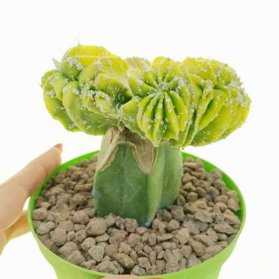 Astrophytum hybrid (myriostigma x Ornatum) f. crestata