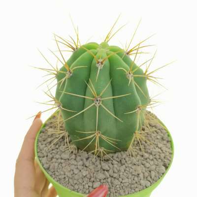 Trichocereus pasacana