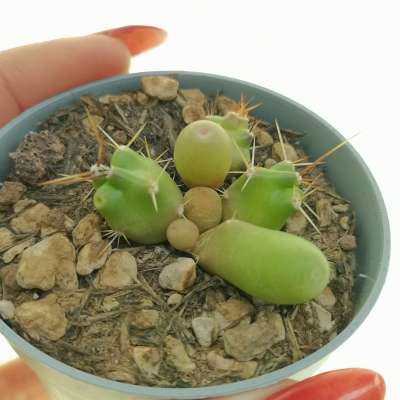 Echinocereus pentalophus f. mostruosa