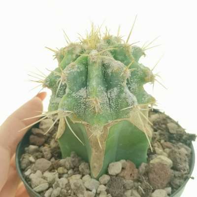 Astrophytum caput-medusae x ferocactus glaucescens chimera