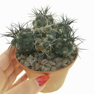 Copiapoa griseoviolacea