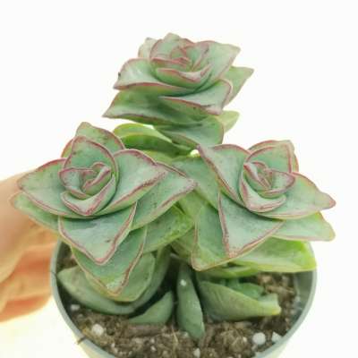 Crassula perfossa