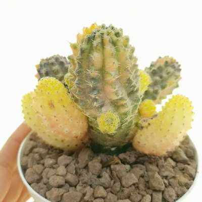 Mediolobivia pygmaea f. variegata