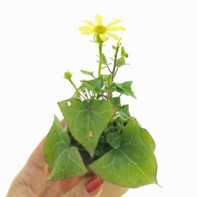 Senecio macroglossus