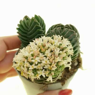 Crassula 'Buddha's Temple' (Crassula 'Tempio di Buddha')