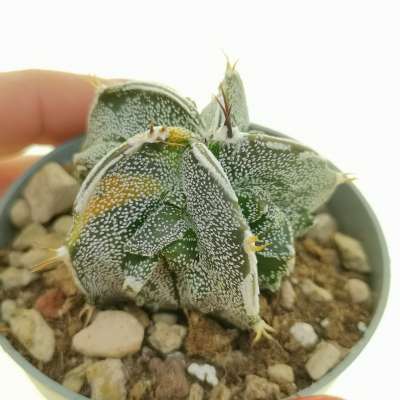 Astrophytum hybrid cv. fukuryu Haku-Jo f. variegata