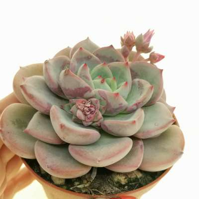 Echeveria 'Victory'