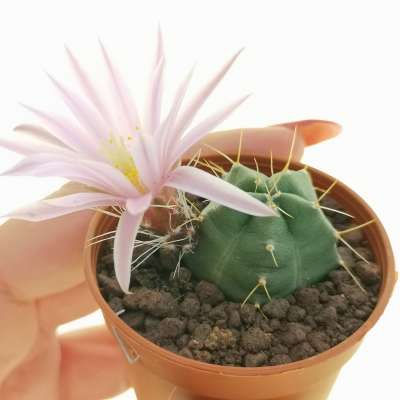 Echinocereus knippelianus