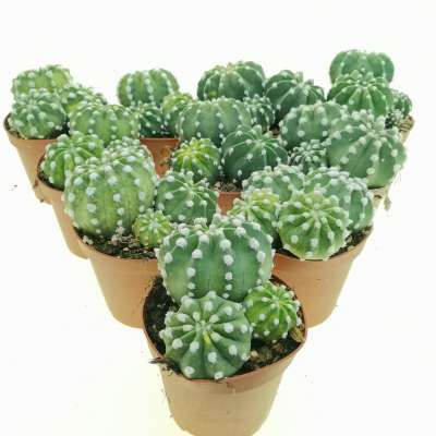 Echinopsis subdenudata f. Variegata 10 pcs