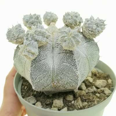 Astrophytum myriostigma cv. Onzuka f. prolifera