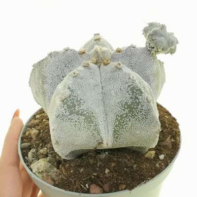 Astrophytum myriostigma f. prolifera