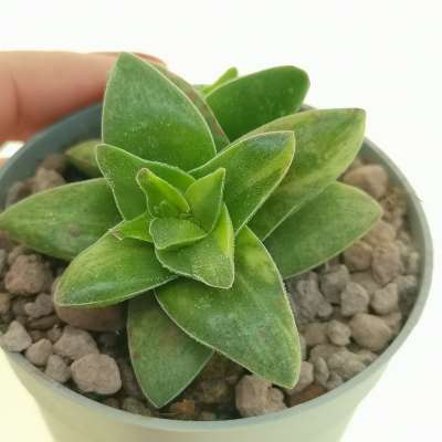 Crassula 'Springtime' f. variegata