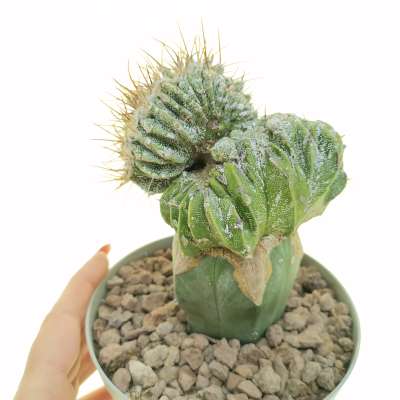 Astrophytum ornatum f. crestata