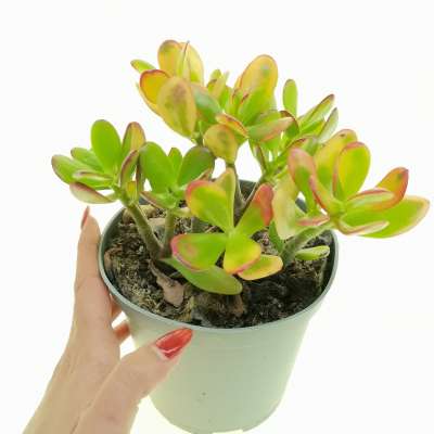 Crassula ovata 'Hummel's sunset'
