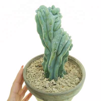 Myrtillocactus geometrizans f. crestata