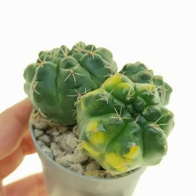 Gymnocalycium baldianum f. variegata