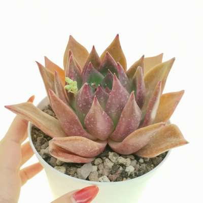 Echeveria agavoides 'Antares'