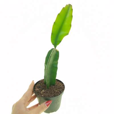 Hylocereus undatus (dragon fruit)