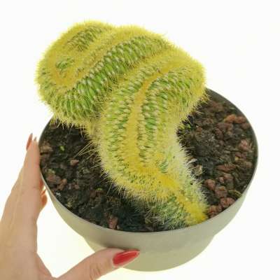 Espostoa guentheri f. crestata
