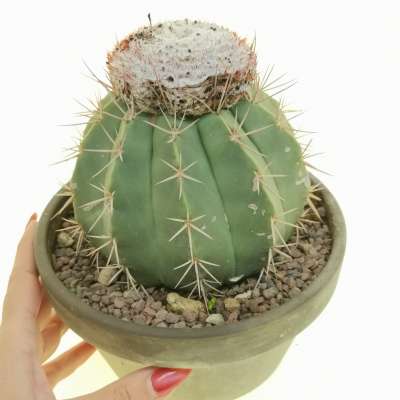 Melocactus maxonii