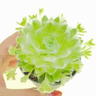 Sempervivum arachnoideum 'Emily'