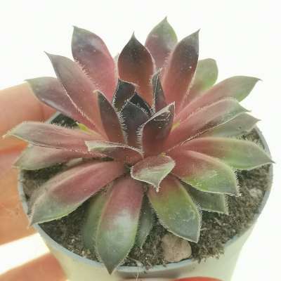 Sempervivum 'Coral red'