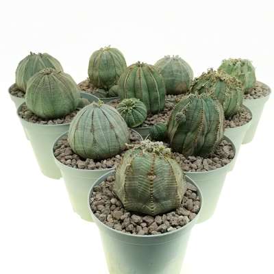 Euphorbia obesa (Rare form) 10 pcs.
