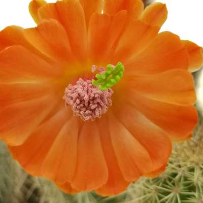 Echinocereus polyacanthus var. densus