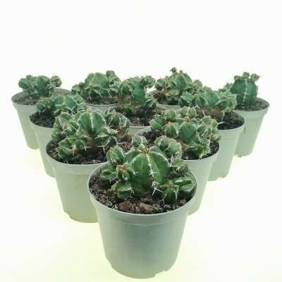 Euphorbia handiensis 10 pcs