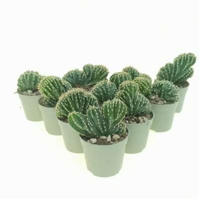 Marginatocereus marginatus f. crestata 10 pcs. - Giromagi